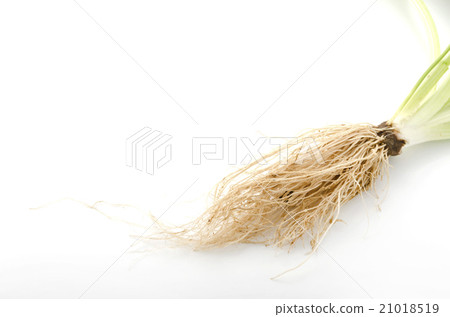 洋車前子 21018519