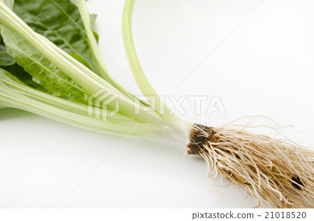 Psyllium root and stem 21018520