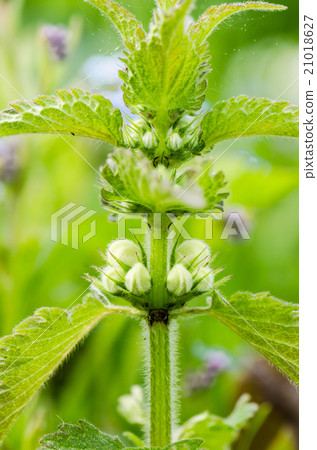 Blossoming nettle, close up Blossoming nettle, close up 21018627