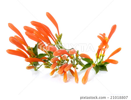 Orange trumpet isolate on white Orange trumpet isolate on white 21018807