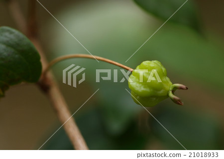 天然植物Pitanga,當成熟紅色它變成甜醋充分果子但是它似乎不能吃臭的藍色 天然植物Pitanga,當成熟紅色它變成甜醋充分果子但是它似乎不能吃臭的藍色 21018933