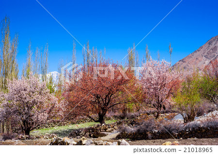 beautiful Landscape of Hunza Valley 21018965