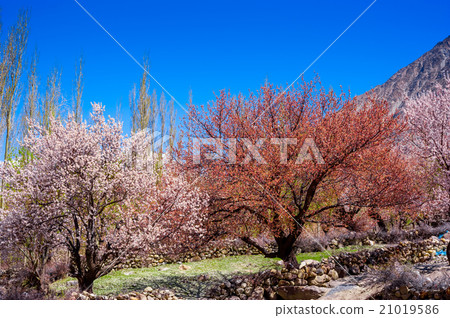 beautiful Landscape of Hunza Valley in Autumn 21019586