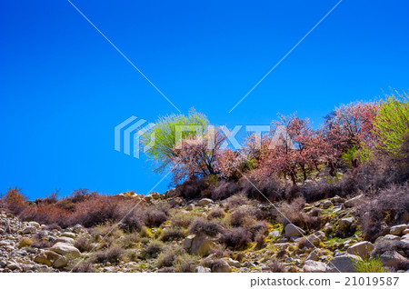 beautiful Landscape of Hunza Valley 21019587