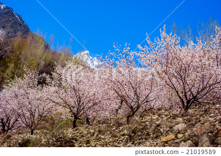 beautiful Landscape of Hunza Valley 21019589
