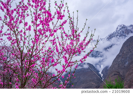 beautiful Landscape of Hunza Valley 21019608