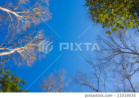 looking up trees with blue sky looking up trees with blue sky 21019838