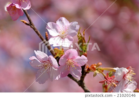 河津櫻花 21020146