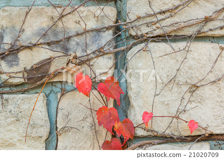 Old stone brick wall texture background. 21020709