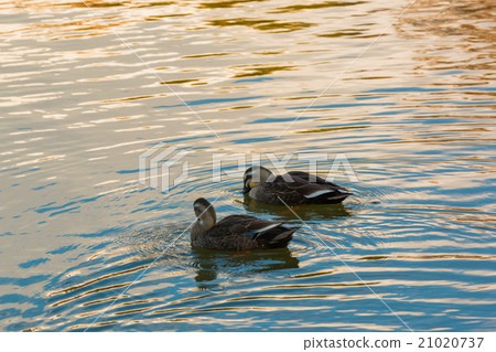 Ducks couple swimming in the river. 21020737