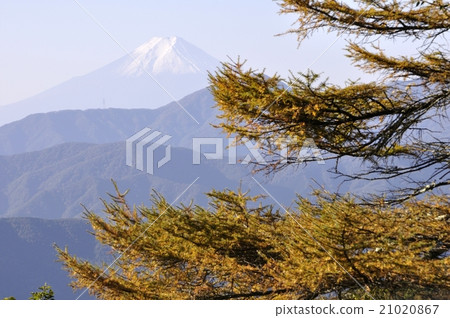 Fuji on the autumnal leaves of Larix 21020867
