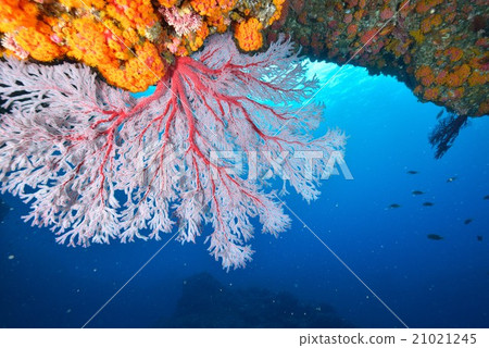 紅色Isobana 21021245