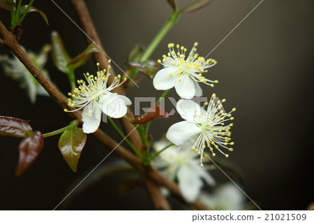 天然植物Pitanga，鮮花和水果是美麗和耐用的樹木，因此它很可能成為一棵花園樹 21021509