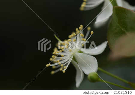 天然植物Pitanga，幾乎每年開花，他們可以同時享受水果和鮮花 21021510