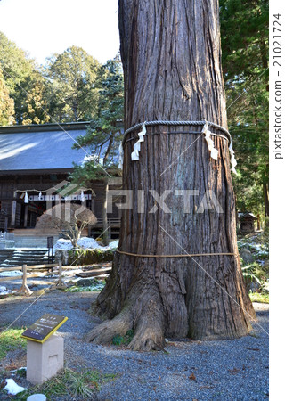 Kawaguchi Asama Shrine的七棵雪松 Kawaguchi Asama Shrine的七棵雪松 21021724