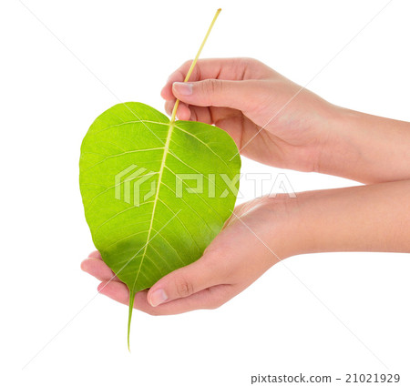 hand holding sacred fig leaf (Bohhi Tree, hand holding sacred fig leaf (Bohhi Tree, 21021929