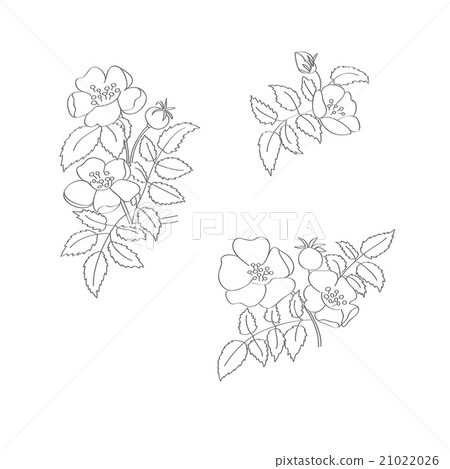 Set of briar vector flowers and leaves 21022026