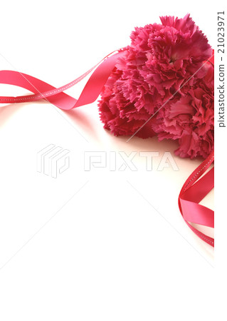 Pink carnation and ribbon white background Pink carnation and ribbon white background 21023971