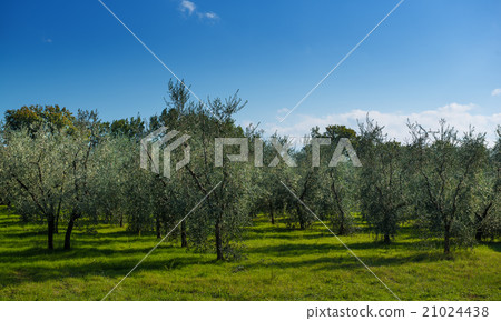 Olive tree garden 21024438