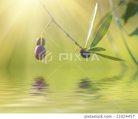 Olive tree with fruits 21024457