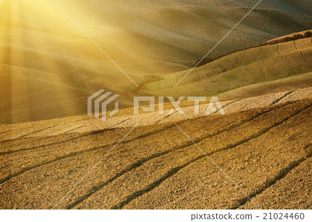 Wavy fields in Tuscany  21024460