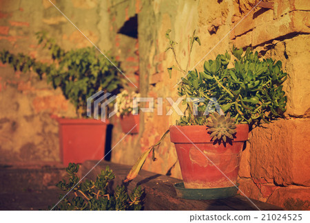 Pots with flowers  21024525