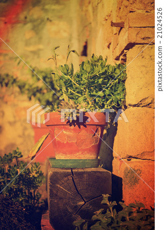 Pots with flowers  21024526