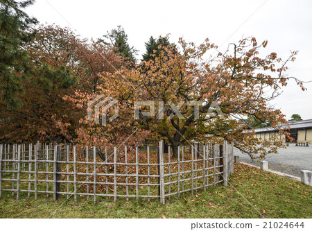 京都Miyuen車回櫻桃 21024644