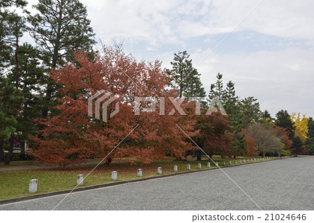 京都御苑 21024646