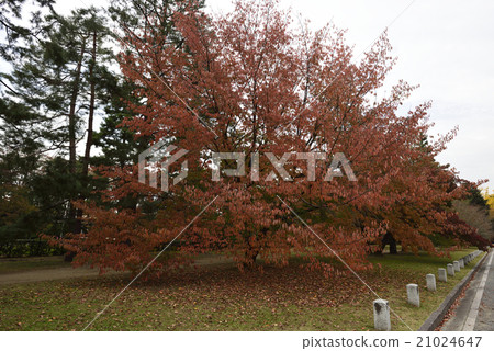 京都御苑 21024647