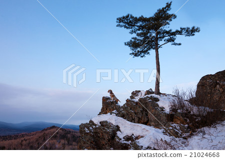 Small dog meets sunrise Small dog meets sunrise 21024668