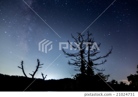 死樹和銀河系 21024731
