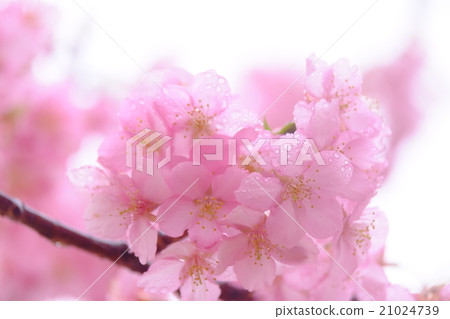 Cherry Blossoms Cherry Blossoms 21024739