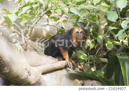golden-headed lion tamarin 21024927
