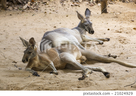 kangaroos relaxing on the ground kangaroos relaxing on the ground 21024929