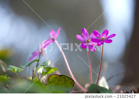Pink snow grass Pink snow grass 21025427
