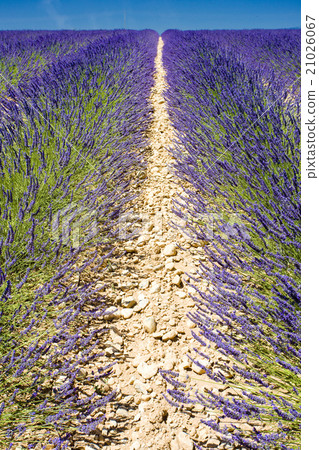 lavender field, Plateau de Valensole, Provence 21026067