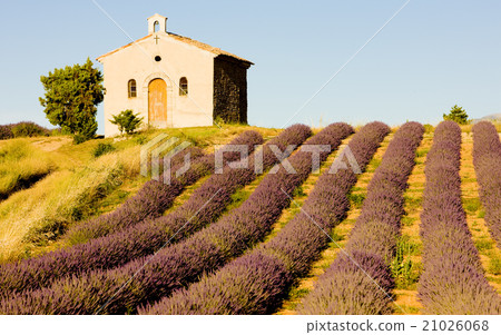chapel with lavender field, Valensole, Provence 21026068