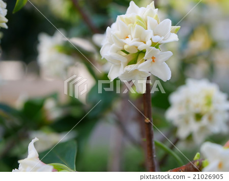 White flower-dyed flower 21026905