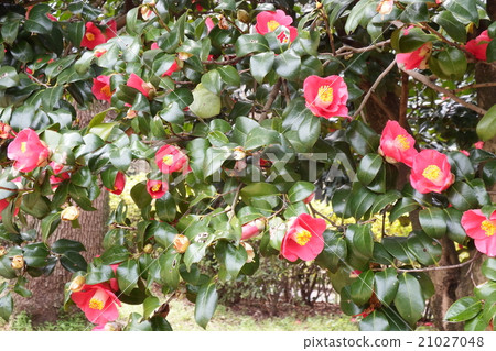Camellia flower blooming from winter to early spring. Take the nickname of "Queen of the tea flower". Camellia flower blooming from winter to early spring. Take the nickname of "Queen of the tea flower". 21027048