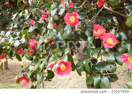 開花從冬天到早春的山茶花花 取名為 茶花女王 的綽號 照片素材 圖片 圖庫