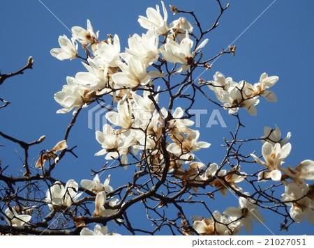 In a crystal clear blue sky, white flowers are shining. 21027051