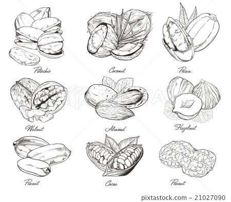 Engraved nuts isolated. Set of mixed nuts. Engraved nuts isolated. Set of mixed nuts. 21027090