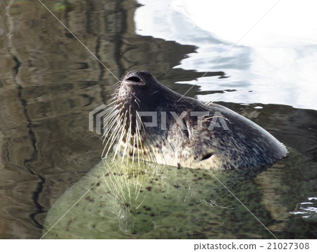 Seals in winter 21027308