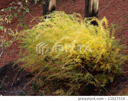 雪葉茂盛秋葉 21027318