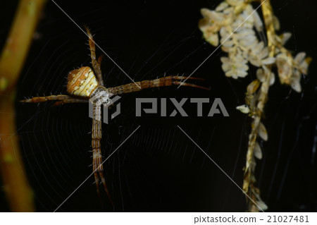 Wasp spider on web Wasp spider on web 21027481