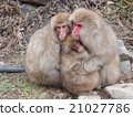 Snow Monkey in hot spring 21027786