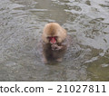 Snow Monkey in hot spring 21027811