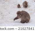 Family of Snow Monkeys finding nut pine for eat  21027841