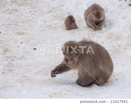 Family of Snow Monkeys finding nut pine for eat Family of Snow Monkeys finding nut pine for eat 21027841